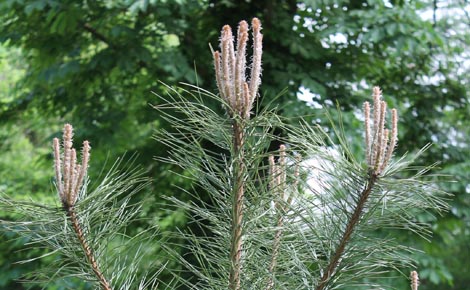 Új fenyőfák díszítik a Várfürdő csodálatos parkját